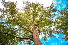 Best Root Management and Removal  in East Sandwich, MA